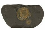 Dactylioceras Ammonite Plate - Posidonia Shale, Germany #79316-1